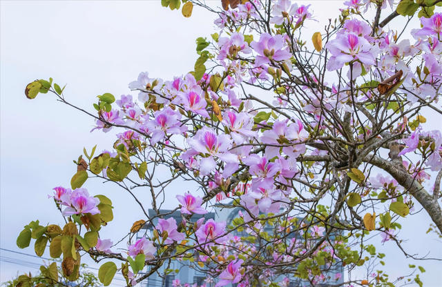 Sắc ban rực rỡ giữa đất trời Điện Biên