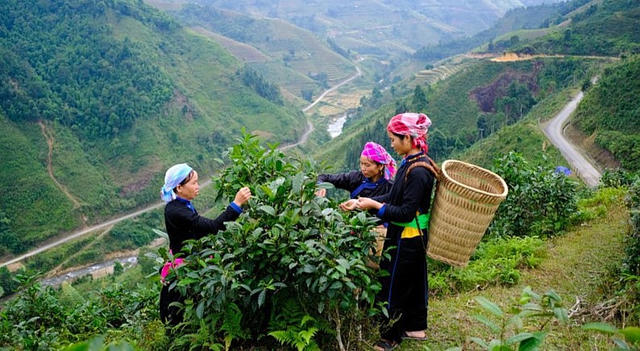 Lào Cai đẩy mạnh phát triển nông nghiệp, tập trung trồng cây dược liệu