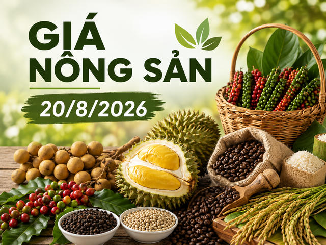 Giá nông sản hôm nay 20/8: Cà phê lên 98.500 đồng/kg, sầu riêng chênh tới 20.000 đồng/kg