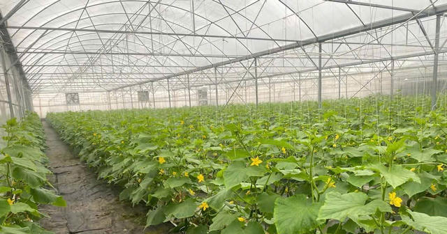 Đến năm 2030, phấn đấu ít nhất 50% hợp tác xã nông nghiệp liên kết với doanh nghiệp