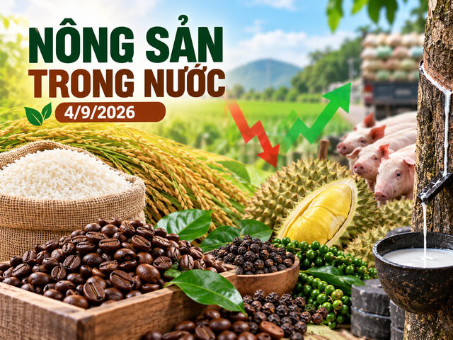 Nông sản trong nước 4/9: Cà phê mất mốc 95.000 đồng/kg, lúa tươi giảm 100 đồng