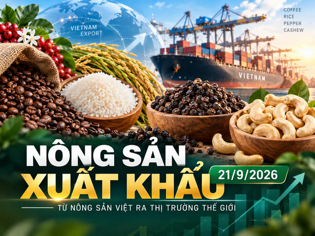 Nông sản xuất khẩu 21/9: Hồ tiêu tăng tốc, gạo Việt giữ 440-445 USD/tấn