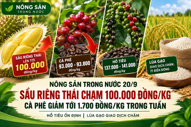 Nông sản trong nước 20/9: Sầu riêng Thái chạm 100.000 đồng/kg, cà phê giảm tới 1.700 đồng/kg trong tuần