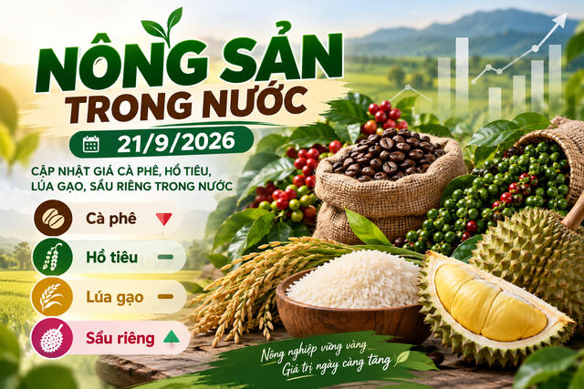 Nông sản trong nước 21/9: Cà phê dưới 94.000 đồng/kg, hồ tiêu cao nhất 141.000 đồng/kg