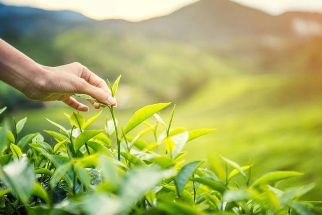 Cuộc thi “Hương sắc xứ trà” tìm kiếm những góc nhìn mới về chè Thái Nguyên