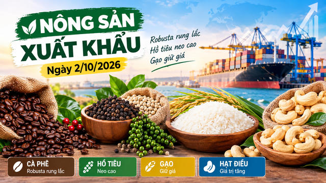 Nông sản xuất khẩu 2/10: Robusta rung lắc, hồ tiêu neo cao, gạo giữ giá