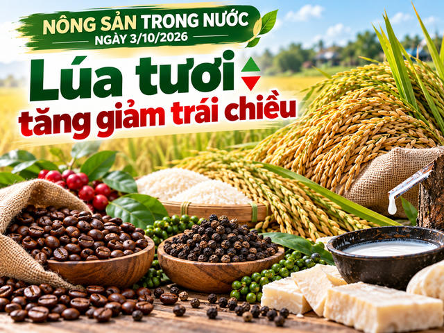 Nông sản trong nước 3/10: Lúa tươi tăng giảm trái chiều, cà phê giữ vùng 94.000 đồng/kg