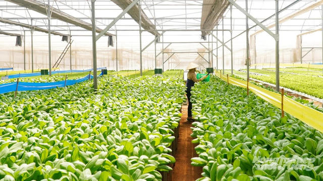 TP.HCM hỗ trợ chuyên gia nông nghiệp công nghệ cao đến 100 triệu đồng/tháng
